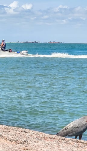 Great blue heron standing on sandy beach with fishing boat in turquoise water and distant shoreline
