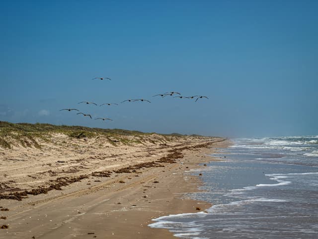 Pelicans flying along the Texas Gulf coast beach
