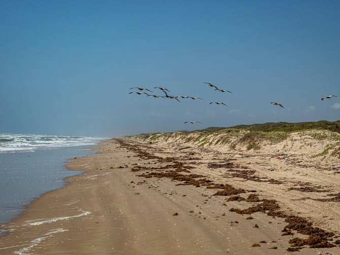 Pelicans soaring over a Port Aransas beach