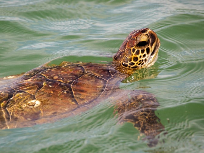 Kemp's ridley sea turtle at the Port Aransas Jetties